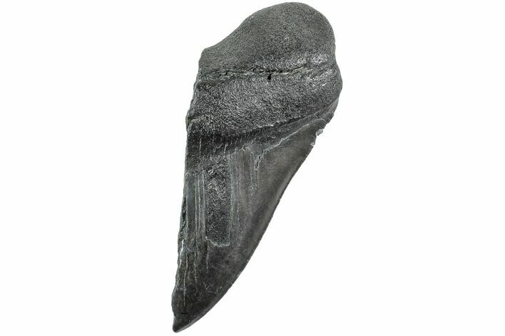 Partial, Fossil Megalodon Tooth - South Carolina #235934